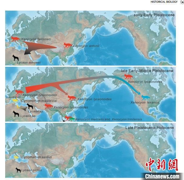 非洲野犬-異豺支系的演化脈絡(luò)圖?！≈锌圃汗偶棺邓?供圖