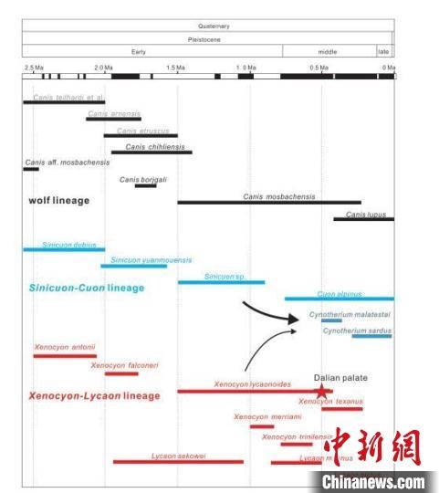 第四紀(jì)主要犬族成員分布年代圖?！≈锌圃汗偶棺邓?供圖