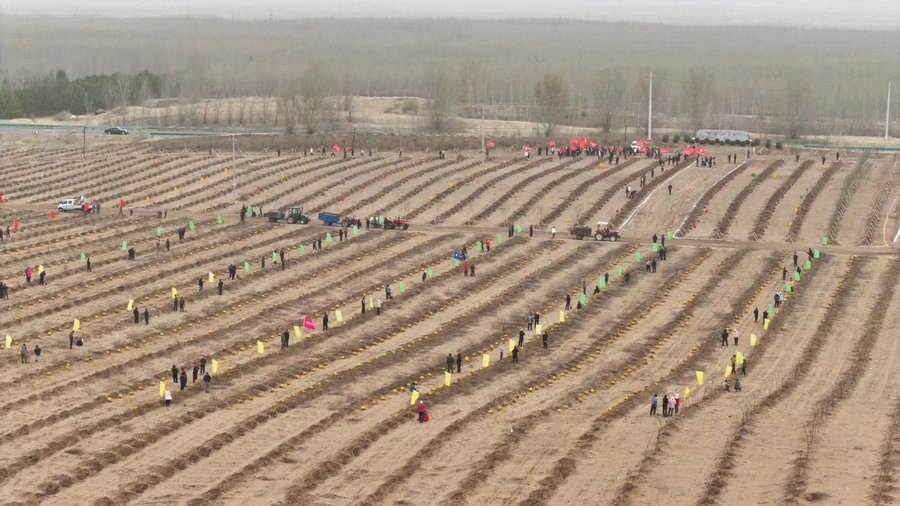 新佳木蘇木浩力寶嘎查文冠果基地種植現(xiàn)場（攝影：朱浩宇）.jpg