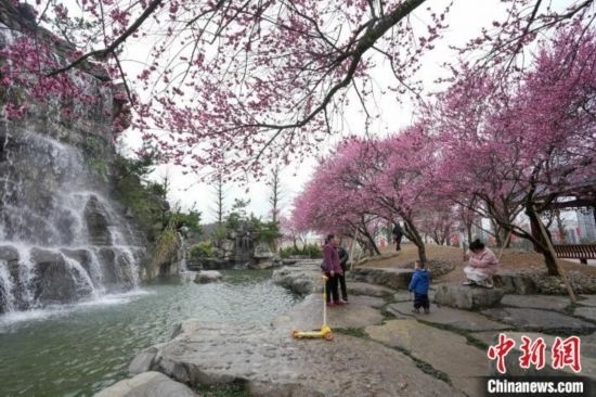 2月23日，市民在乾藝梅園景區(qū)觀賞綻放的梅花。陳興輝 攝