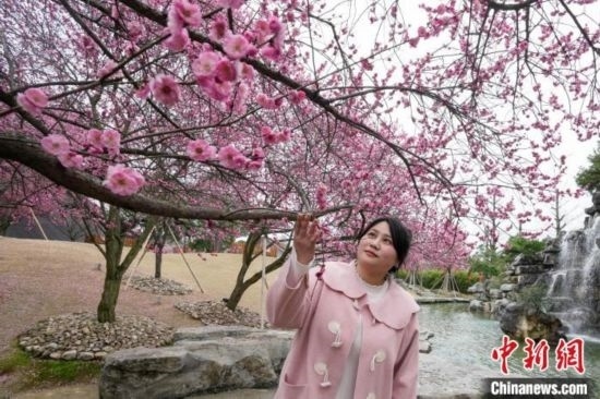 2月23日，市民在乾藝梅園景區(qū)觀賞綻放的梅花。陳興輝 攝