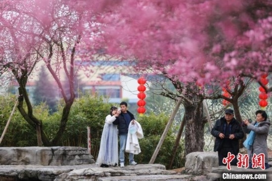 2月23日，市民在乾藝梅園景區(qū)觀賞綻放的梅花。瞿宏倫 攝