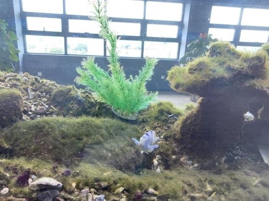 圖為寶鋼湛江鋼鐵水控中心，觀賞海魚在鋼渣漁礁里游動