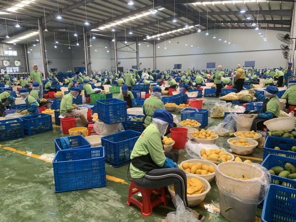 3月7日，工人在柬埔寨磅士卑省的中寶（柬埔寨）食品科技有限公司處理芒果。新華社發(fā)（萬坡 攝）