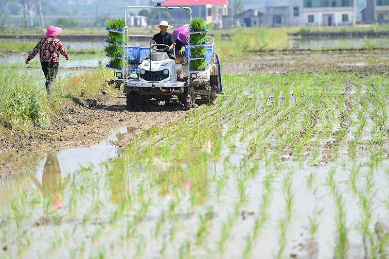 △2023年4月26日，湖南湘潭市雨湖區(qū)姜畬鎮(zhèn)易建河村的一處高標(biāo)準農(nóng)田，農(nóng)民駕駛插秧機插秧。