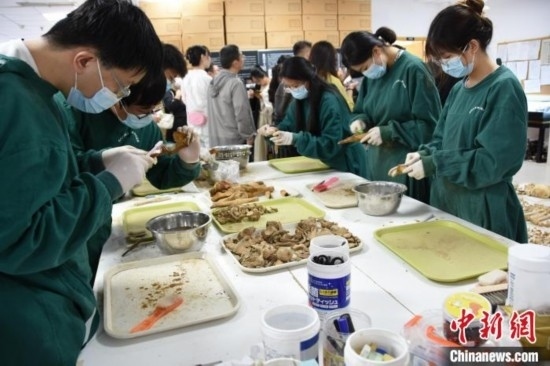 圖為鄭州大學(xué)在校大學(xué)生正在清理骨骼標(biāo)本。王宇 攝