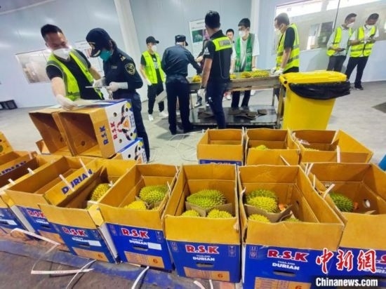 圖為海關(guān)關(guān)員對進口榴蓮進行查驗。黃艷梅 攝