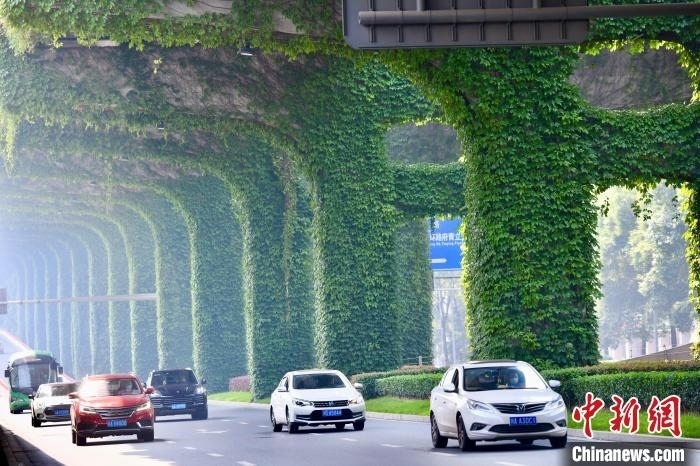 車輛從長滿爬山虎的橋墩旁經過?！埨?攝
