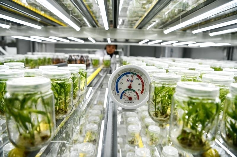 工作人員在貴陽市開陽縣南江蔬菜良種繁育中心的組培中心查看姜苗生長情況（2023年5月23日攝）。新華社記者 楊文斌 攝
