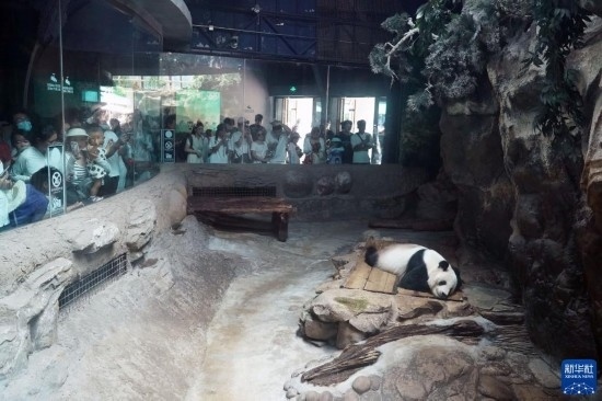 6月22日，游客在北京動(dòng)物園大熊貓館參觀。新華社記者 任超 攝