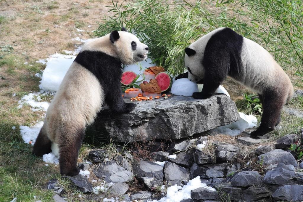 在比利時天堂動物園，大熊貓“寶弟”（左）、“寶妹”享用“生日大餐”。