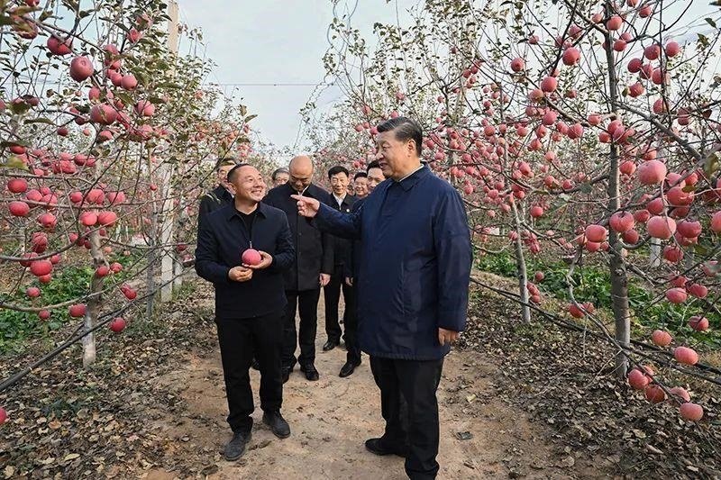 △2022年10月26日，陜西延安高橋鎮(zhèn)南溝村，習(xí)近平總書(shū)記走進(jìn)果園，向現(xiàn)場(chǎng)采摘的果農(nóng)了解蘋(píng)果收成。