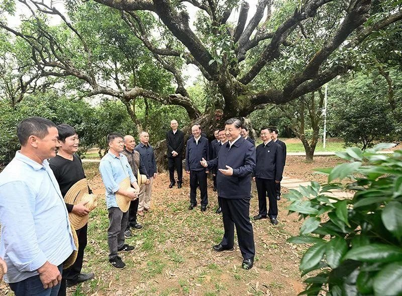 △今年4月11日，習(xí)近平總書(shū)記在廣東茂名高州市根子鎮(zhèn)柏橋村荔枝種植園，同現(xiàn)場(chǎng)技術(shù)人員親切交流。