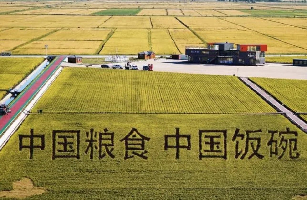 2022年9月2日，黑龍江省富錦市萬畝水稻科技示范園內(nèi)的稻田畫。