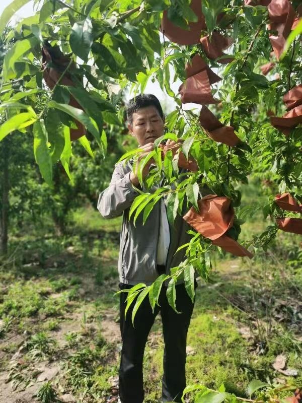 河南長垣樊相鎮(zhèn)谷寨采摘園。王紹紹攝