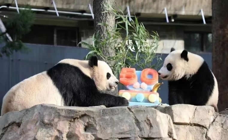 2022年，美國國家動(dòng)物園舉辦活動(dòng)慶祝大熊貓抵美50周年，園方為大熊貓“美香”“添添”和“小奇跡”一家三口準(zhǔn)備了有“50”字樣的冰凍水果蛋糕。（圖片來源：雅安市廣播電視臺(tái)）