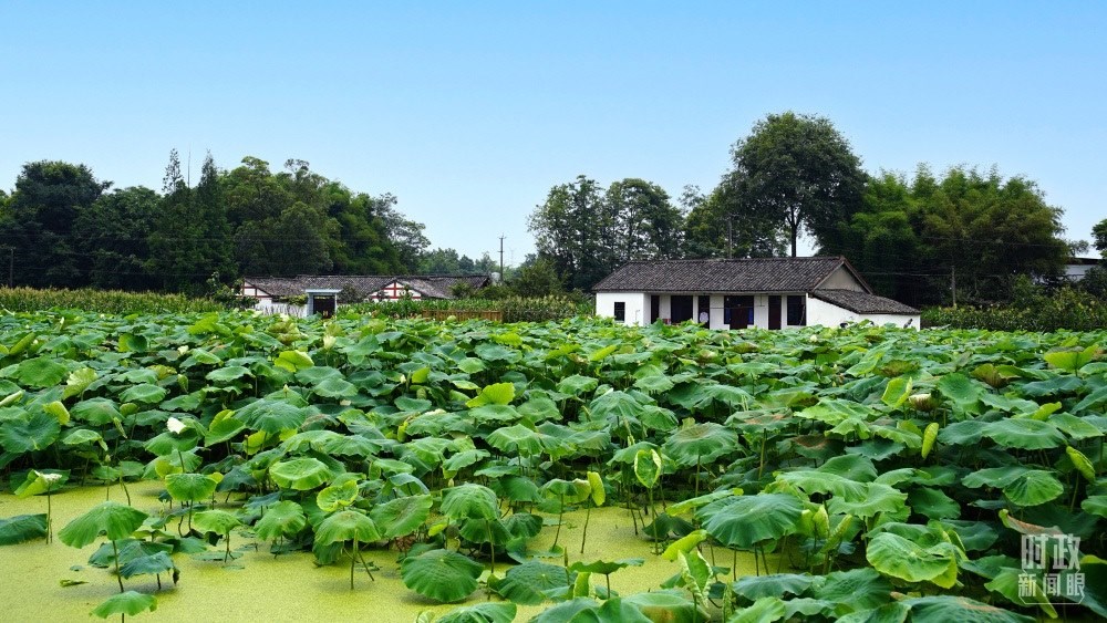 四川眉山，永豐村荷塘。2022年6月，習(xí)近平曾到此調(diào)研鄉(xiāng)村振興情況。（總臺(tái)央廣記者潘毅拍攝）