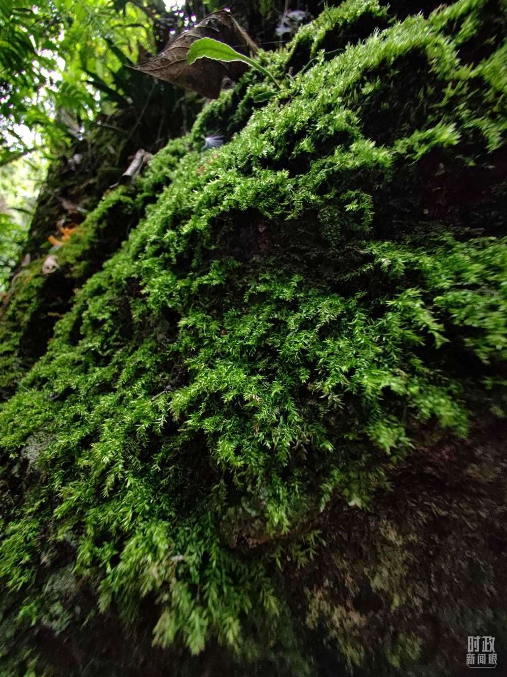 海南熱帶雨林國(guó)家公園是我國(guó)首批五個(gè)國(guó)家公園之一。2022年4月，習(xí)近平在這里調(diào)研時(shí)指出，要對(duì)熱帶雨林實(shí)行嚴(yán)格保護(hù)。（總臺(tái)央視記者石偉明、彭漢明拍攝）