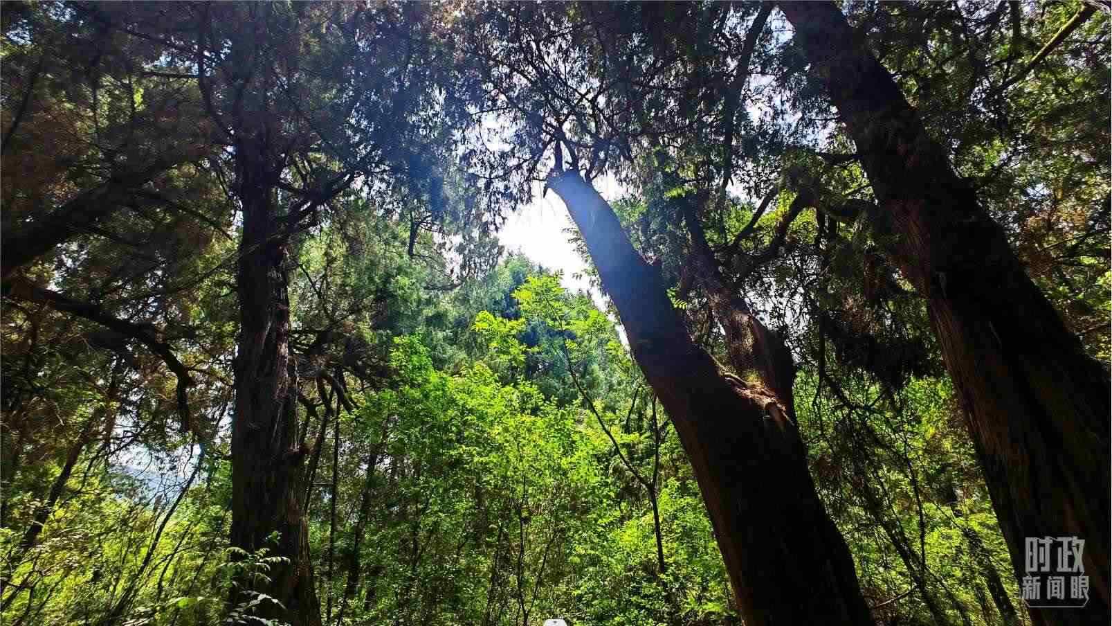 △翠云廊內(nèi)，古柏郁郁蔥蔥。（總臺央視記者程鋮拍攝）