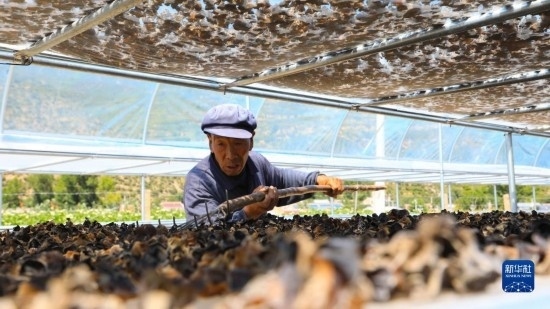 7月29日，在卓尼縣納浪鎮(zhèn)納浪村黑木耳種植基地，農(nóng)戶在翻曬黑木耳。