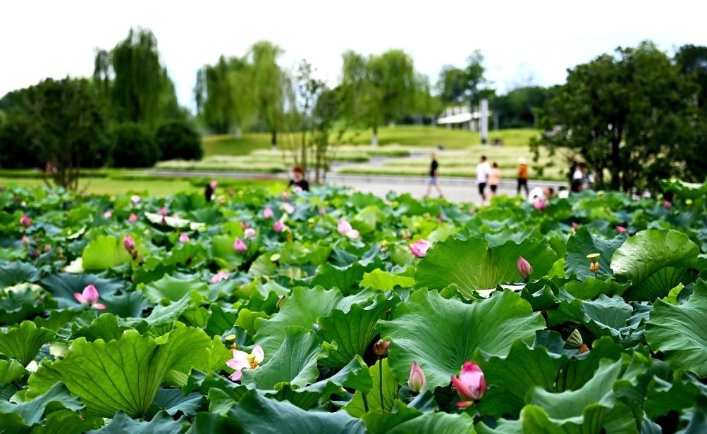 日前，陜西省漢中市漢江兩岸的天漢濕地公園內(nèi)，市民在休閑賞景。新華社記者 劉瀟 攝