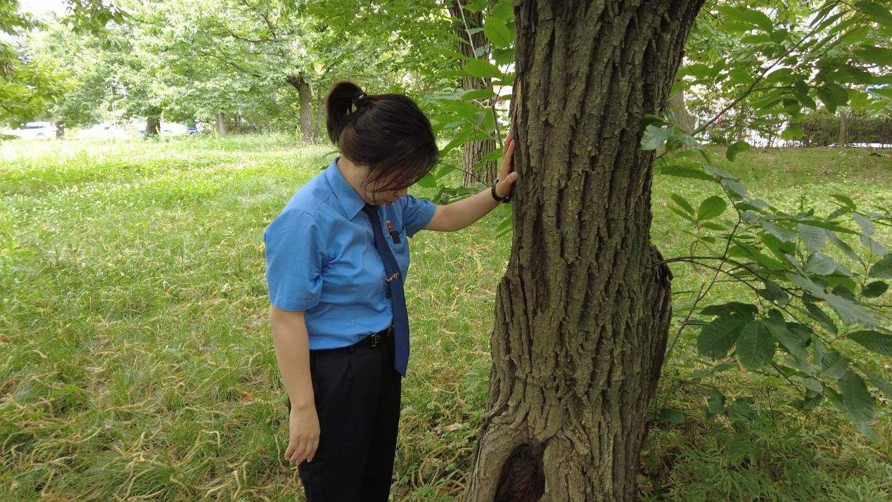 惠琳琳仔細(xì)查看古樹生長近況。人民網(wǎng) 黨童攝