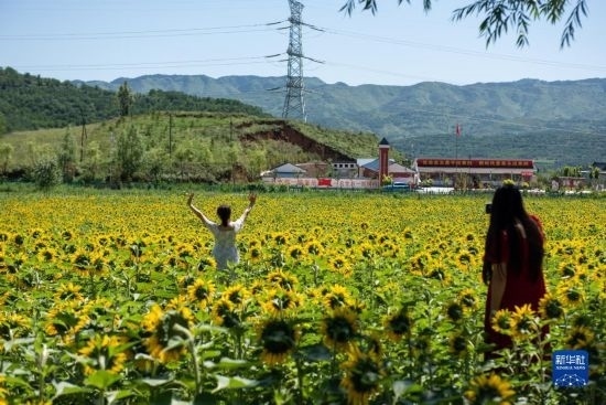8月12日，游客在寧夏固原市涇源縣大灣鄉(xiāng)楊嶺村向日葵田中拍照。新華社記者 李旭倫 攝