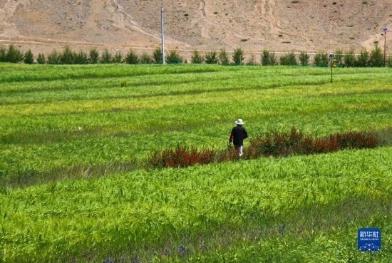 8月12日，西藏阿里地區(qū)普蘭縣赤德村村民在一片青稞田里行走。