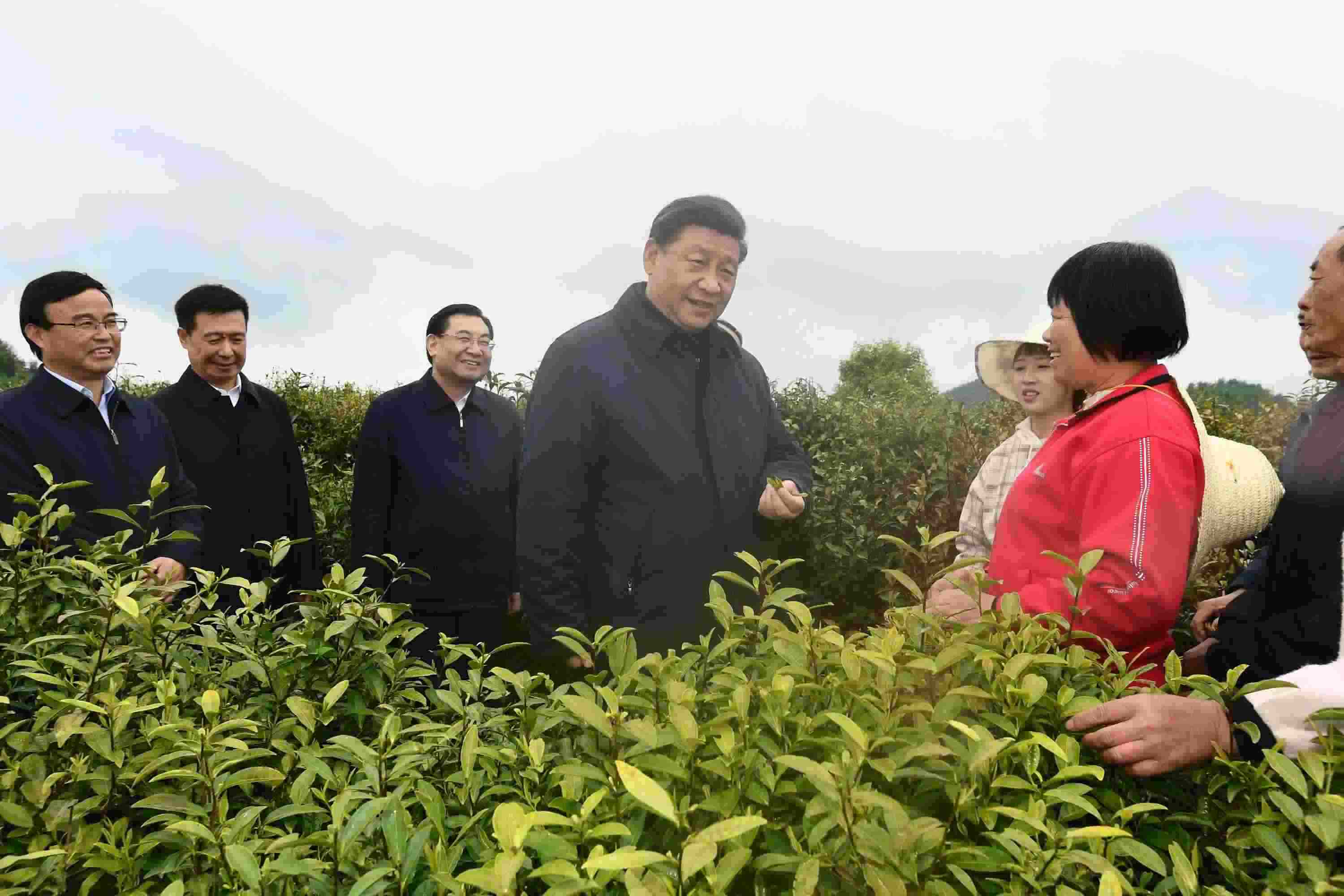 4月20日至23日，中共中央總書記、國家主席、中央軍委主席習(xí)近平在陜西考察。這是4月21日，習(xí)近平在安康市平利縣老縣鎮(zhèn)蔣家坪村女媧鳳凰茶業(yè)現(xiàn)代示范園區(qū)，同茶農(nóng)們親切交談。