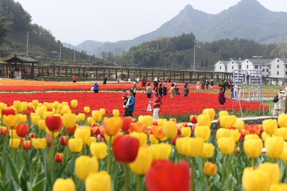 金華市浦江縣210省道旁的鮮花農(nóng)場(chǎng)（3月28日攝）。新華社記者 翁忻旸 攝