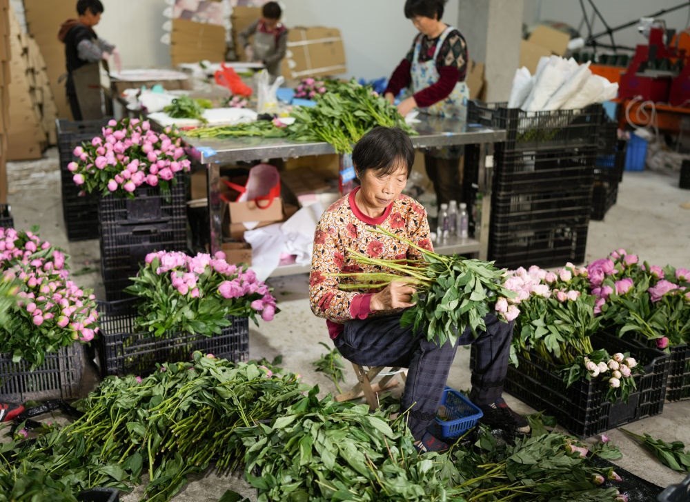 在浦江縣杭坪鎮(zhèn)烏漿村的鮮花種植基地，村民在處理芍藥鮮切花，準(zhǔn)備發(fā)往各地（5月23日攝）。新華社記者 翁忻旸 攝