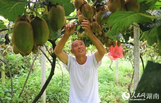 “農(nóng)民專家”丁清清在果園里采摘。 人民網(wǎng)記者 劉賓攝