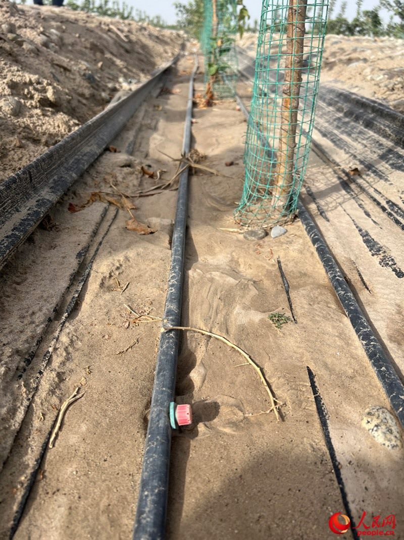 水肥一體化滴灌技術，可極大節(jié)約用水量。人民網(wǎng)記者 常雪梅攝