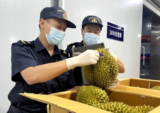 磨憨鐵路口岸綜合性指定監(jiān)管場地水果查驗區(qū)內(nèi)，海關(guān)關(guān)員正在查驗進口榴蓮。勐臘海關(guān)供圖