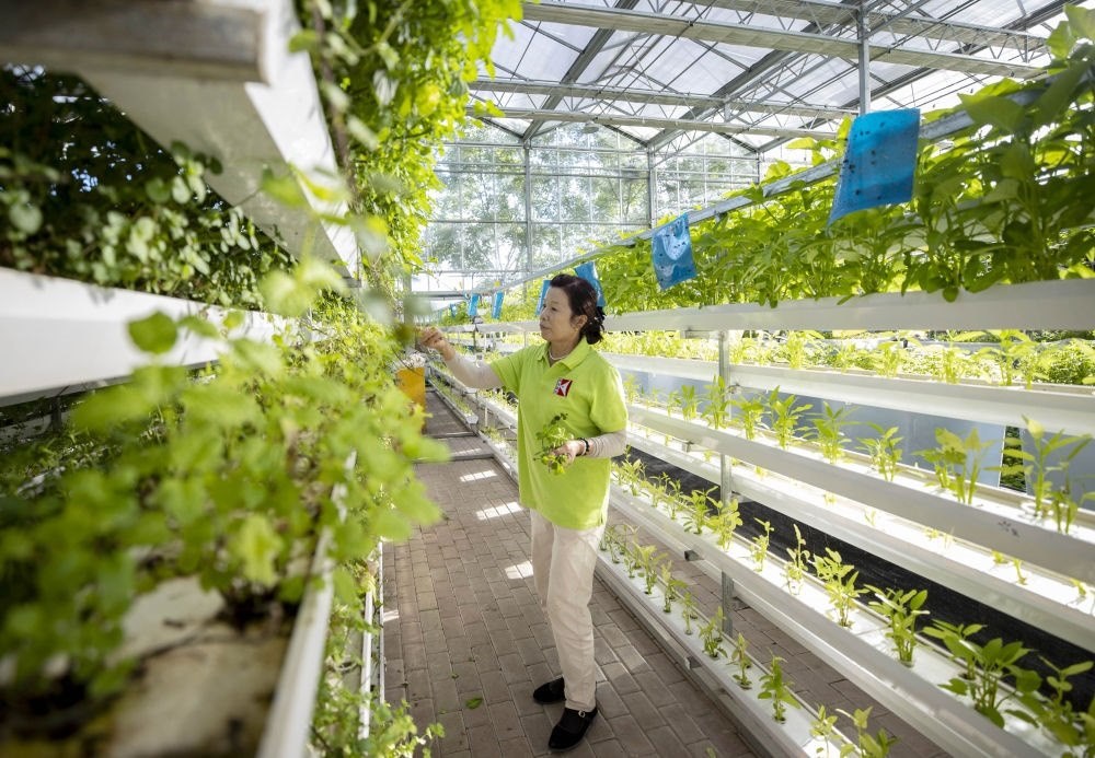 2021年8月24日，寧夏銀川市賀蘭縣銀川科海生物技術有限公司工作人員在魚菜共生系統(tǒng)內打理薄荷苗。新華社記者 楊植森 攝
