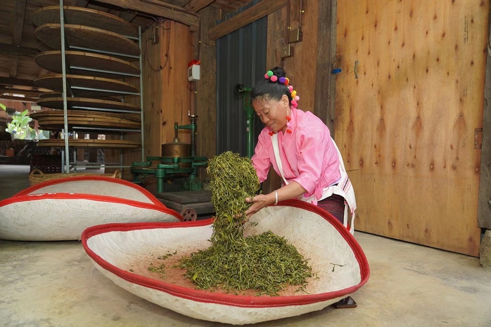當(dāng)?shù)卮迕裾谌嗄聿枞~。普洱景邁山古茶林保護(hù)管理局供圖