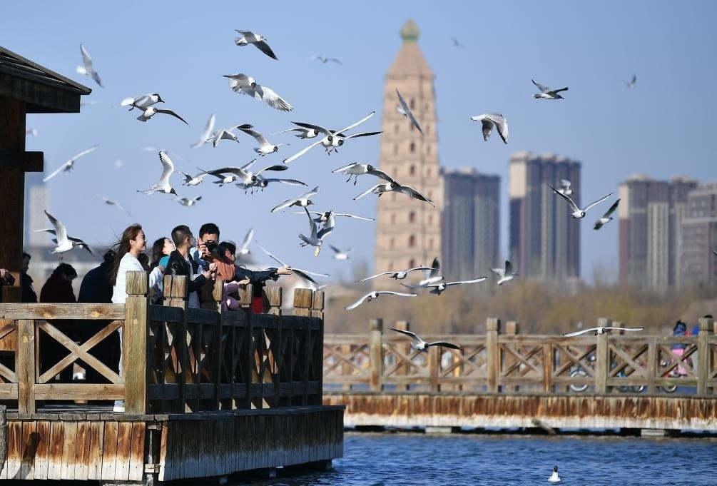 市民在寧夏銀川市海寶公園觀賞候鳥（2023年3月12日攝）。新華社記者王鵬 攝