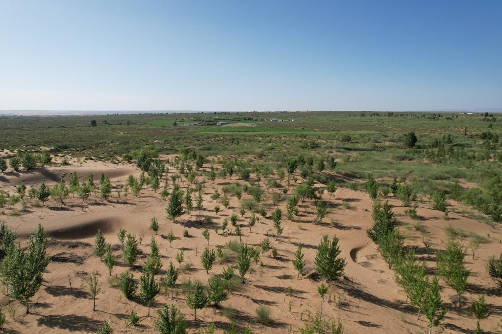 在庫布其沙漠腹地，牧民已讓10萬畝沙地變綠洲（無人機照片，2023年6月25日攝）。新華社記者李云平 攝