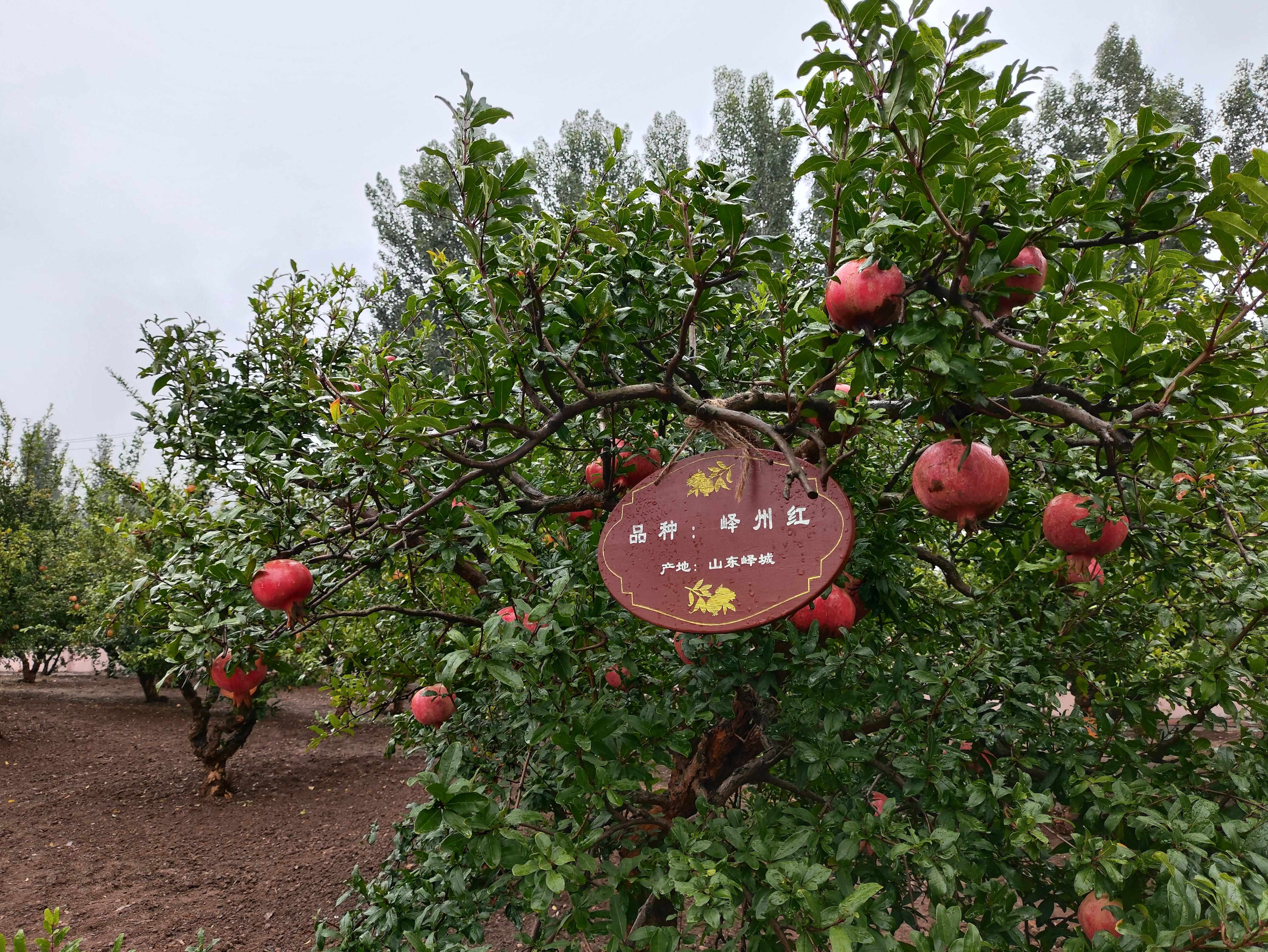 △石榴園中的“嶧州紅”品種，曾在2019年北京世園會(huì)優(yōu)質(zhì)果品大賽中獲金獎(jiǎng)。（總臺(tái)央視記者鐘信偉拍攝）