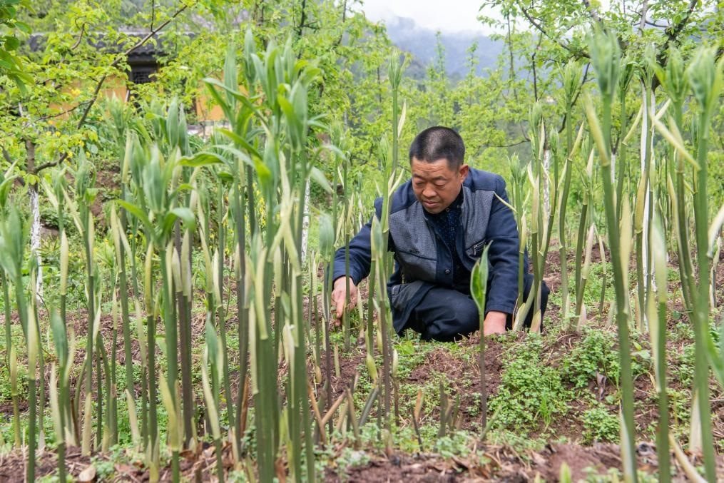 4月14日，村民陳朋在地里管護種植的黃精。新華社記者 唐奕 攝