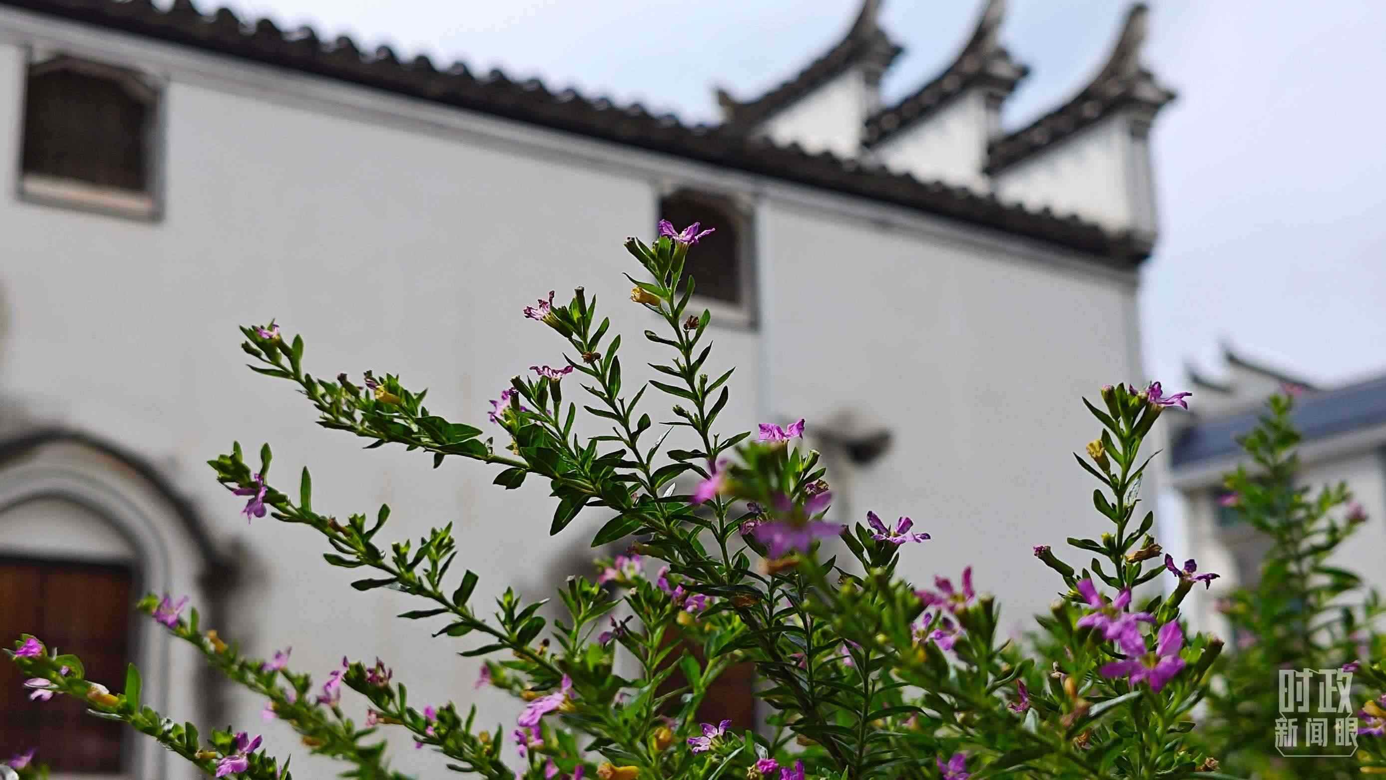 △李祖村。（總臺央視記者許永松拍攝）