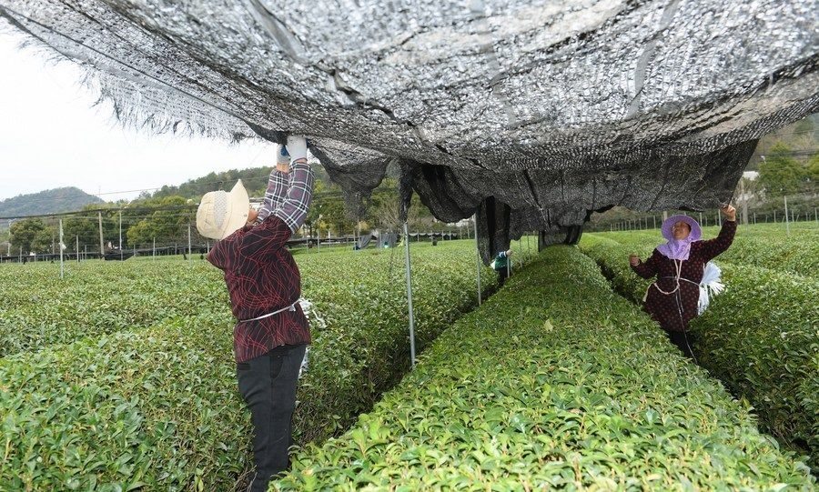  在浙江省紹興市越城區(qū)富盛鎮(zhèn)抹茶生產(chǎn)基地，農(nóng)戶為茶樹拉遮陽網(wǎng)（2023年2月28日攝）。