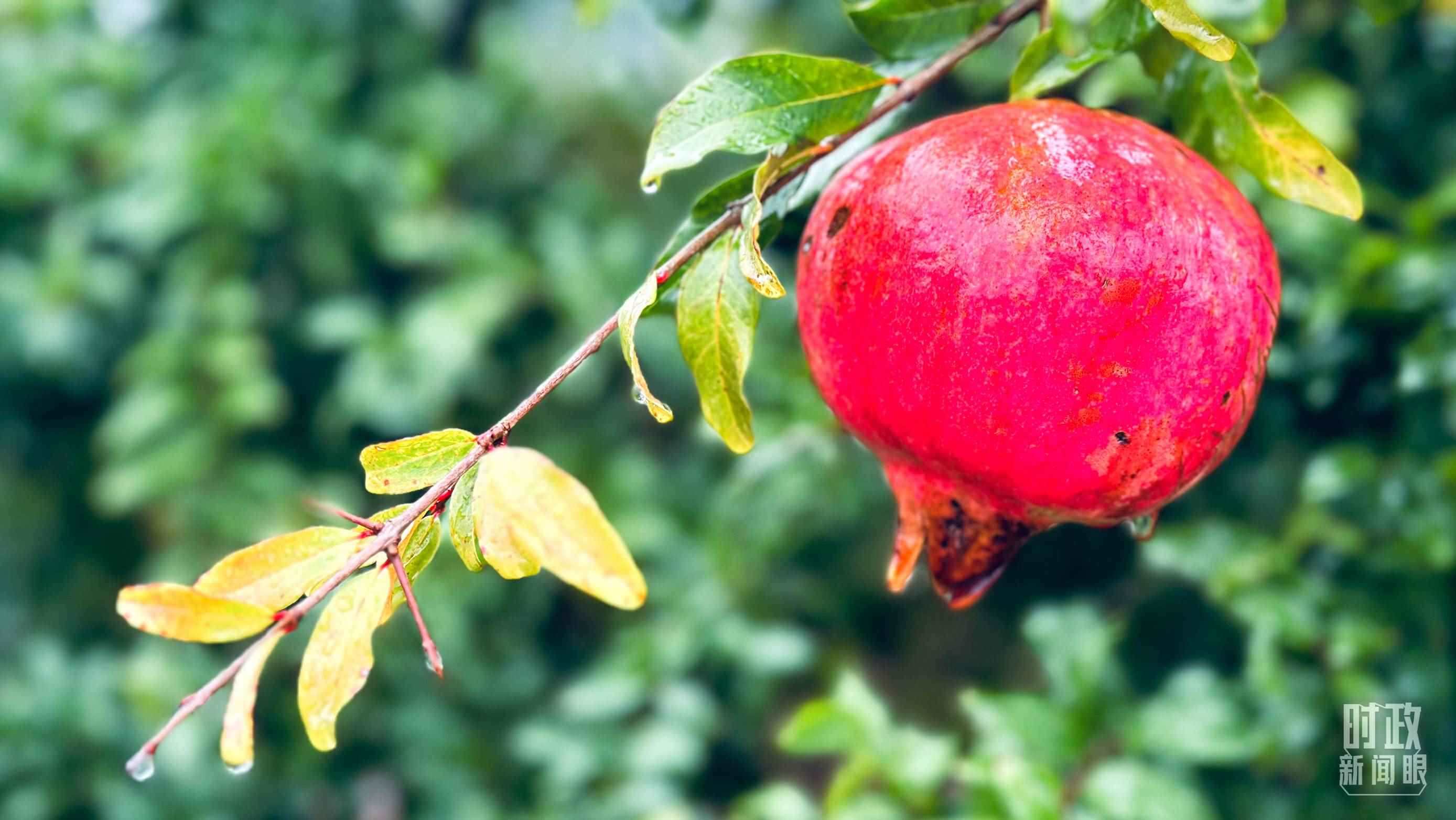 △山東省棗莊市冠世榴園，石榴紅了。（總臺(tái)央視記者范一鳴拍攝）