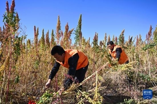 9月28日，農(nóng)民參加內(nèi)蒙古武川縣首屆藜麥開鐮節(jié)割藜麥比賽。