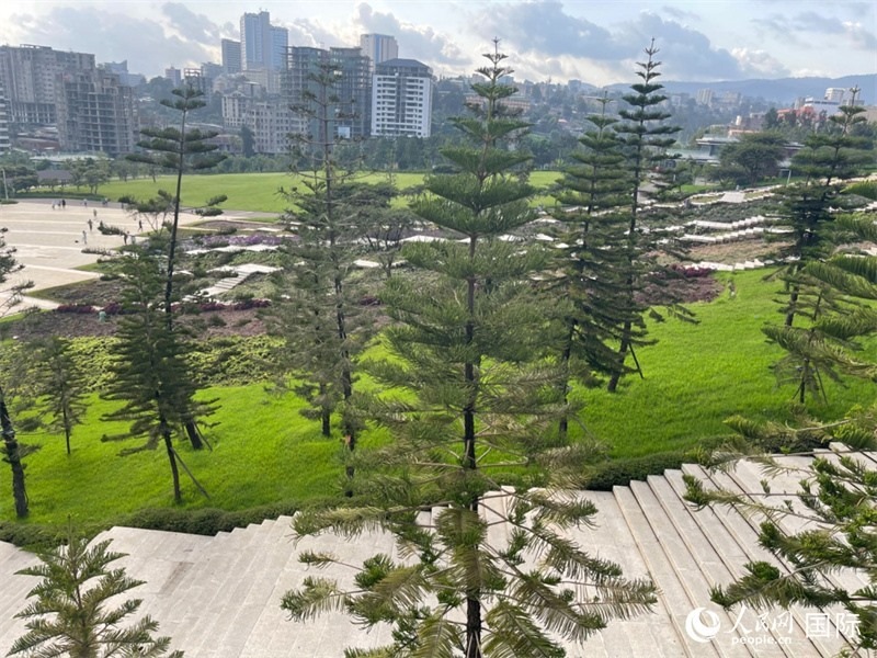 亞的斯亞貝巴友誼廣場的南洋杉。人民網(wǎng)記者 趙艷紅攝