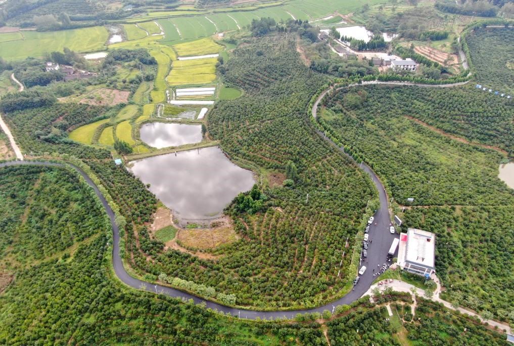 這是2020年8月25日拍攝的河南省光山縣槐店鄉(xiāng)司馬光油茶園（無人機照片）。新華社記者郝源攝
