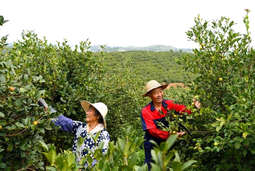 2020年8月25日，村民在河南省光山縣槐店鄉(xiāng)司馬光油茶園內(nèi)勞作。新華社記者郝源攝