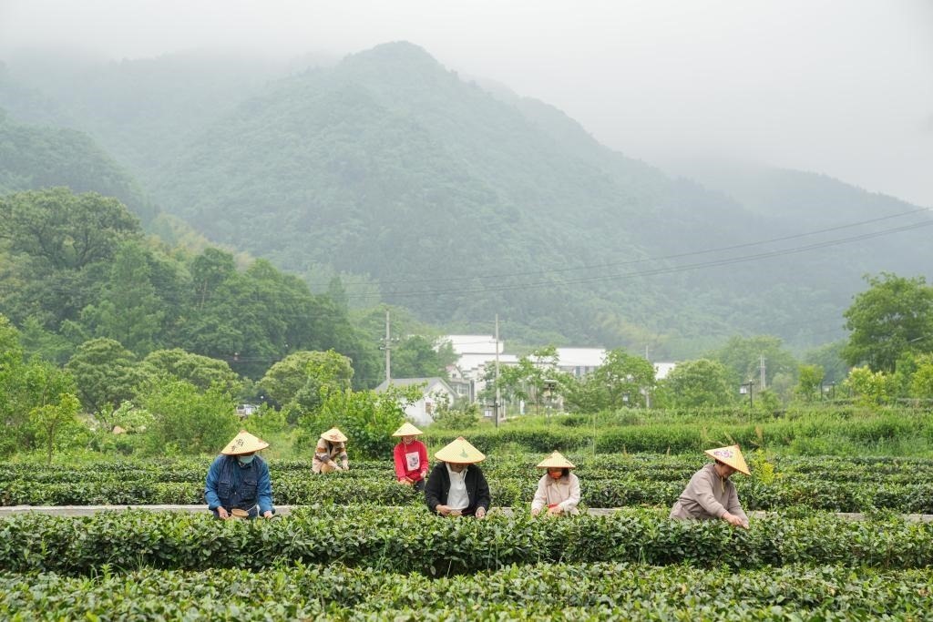2022年5月11日，村民在大灣村生態(tài)茶園內(nèi)采摘茶葉。新華社記者杜宇攝