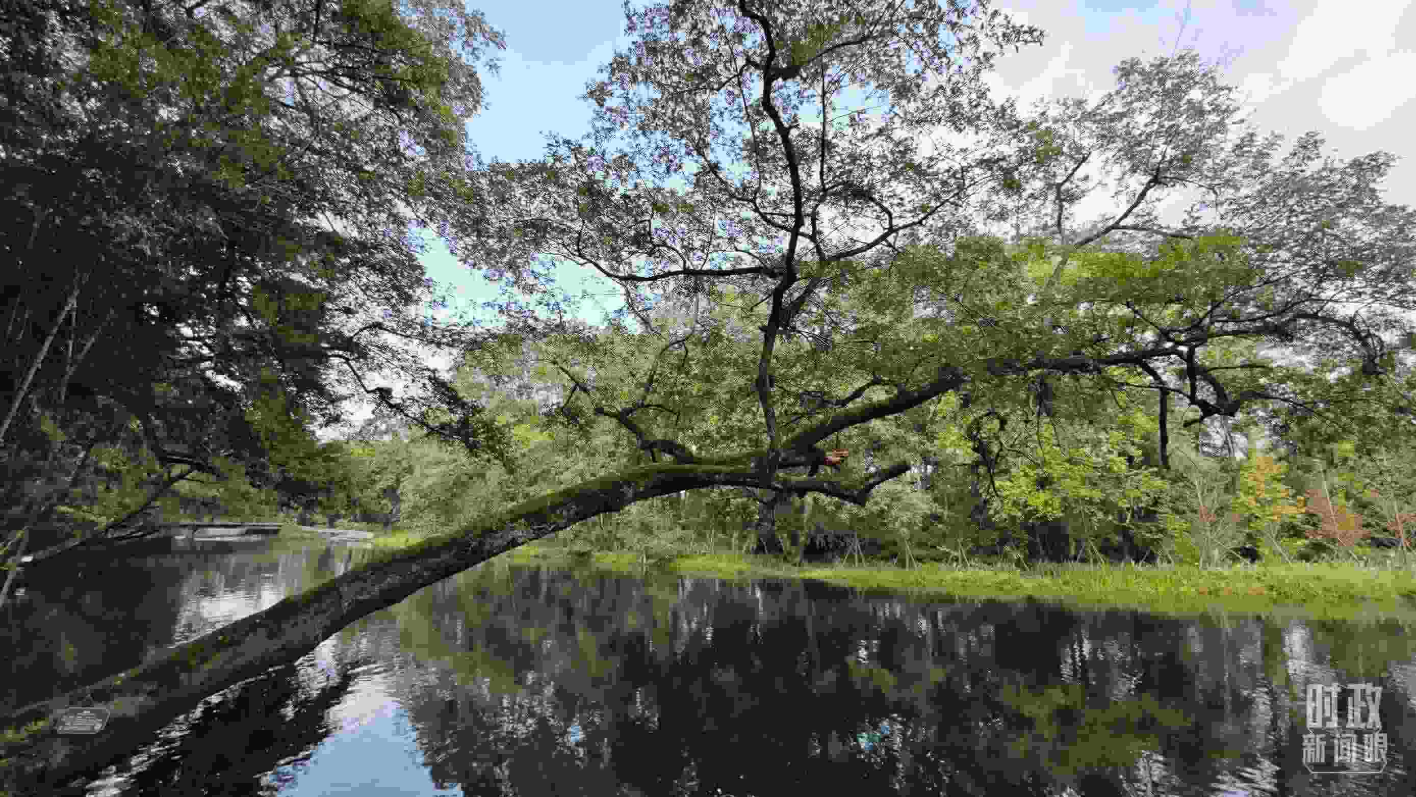 △饒河源國家濕地公園。（總臺央視記者郁振一拍攝）