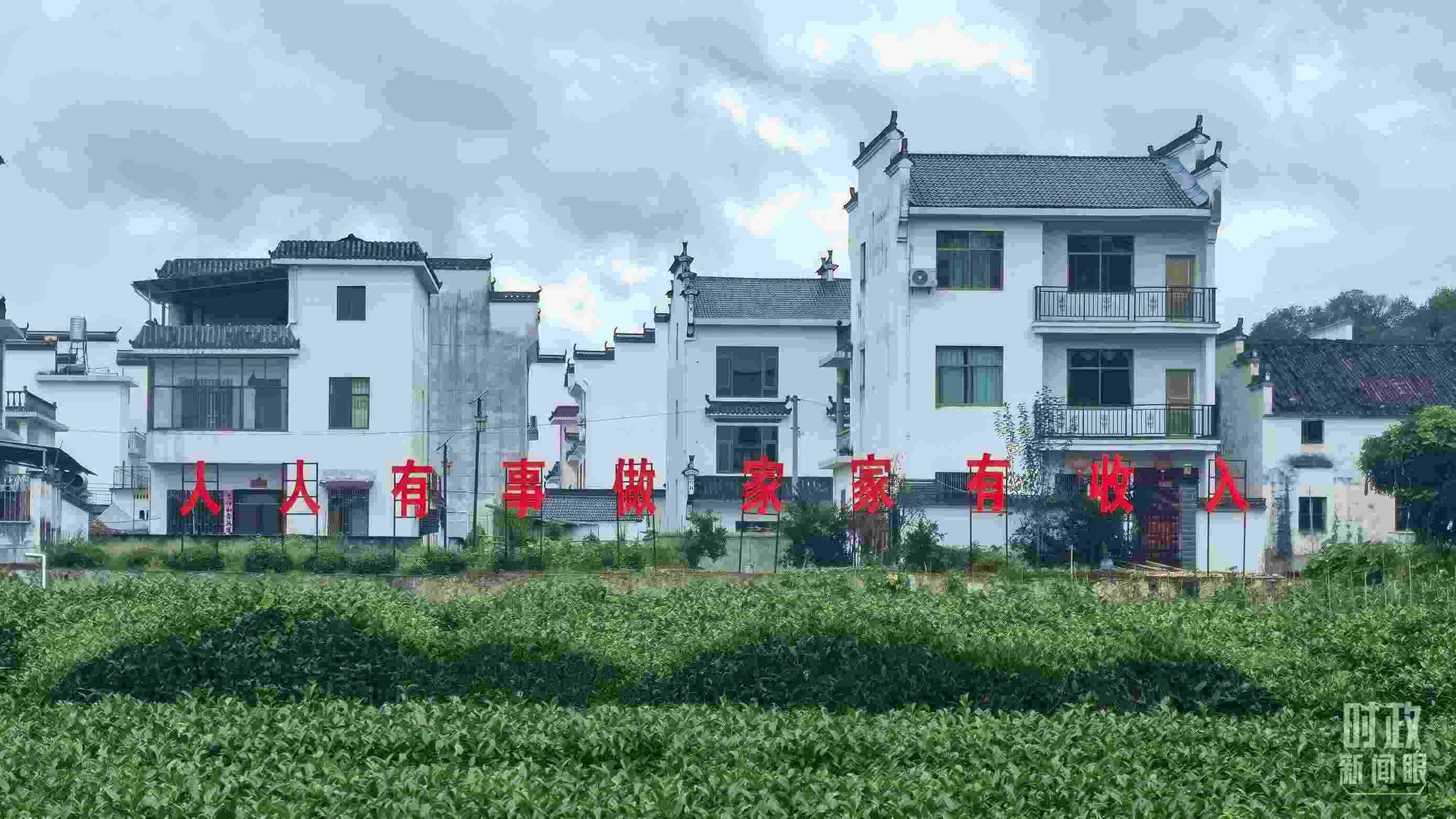 △石門村村民種植的茶葉。（總臺央視記者賈林拍攝）
